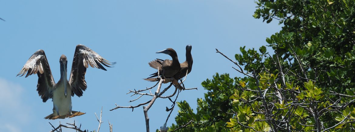 LAS AVES l'archipel aux oiseaux