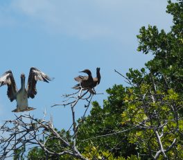 LAS AVES l'archipel aux oiseaux