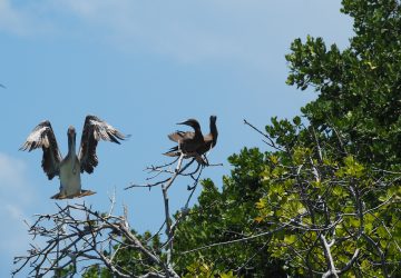 LAS AVES l'archipel aux oiseaux